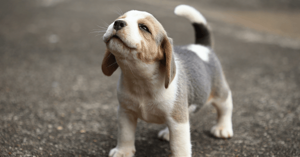 Guidance Cultcha Club - Puppy Playtime